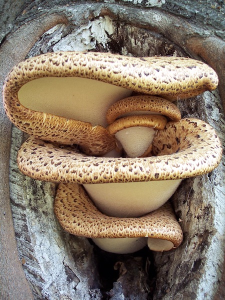 Polyporus squamosus